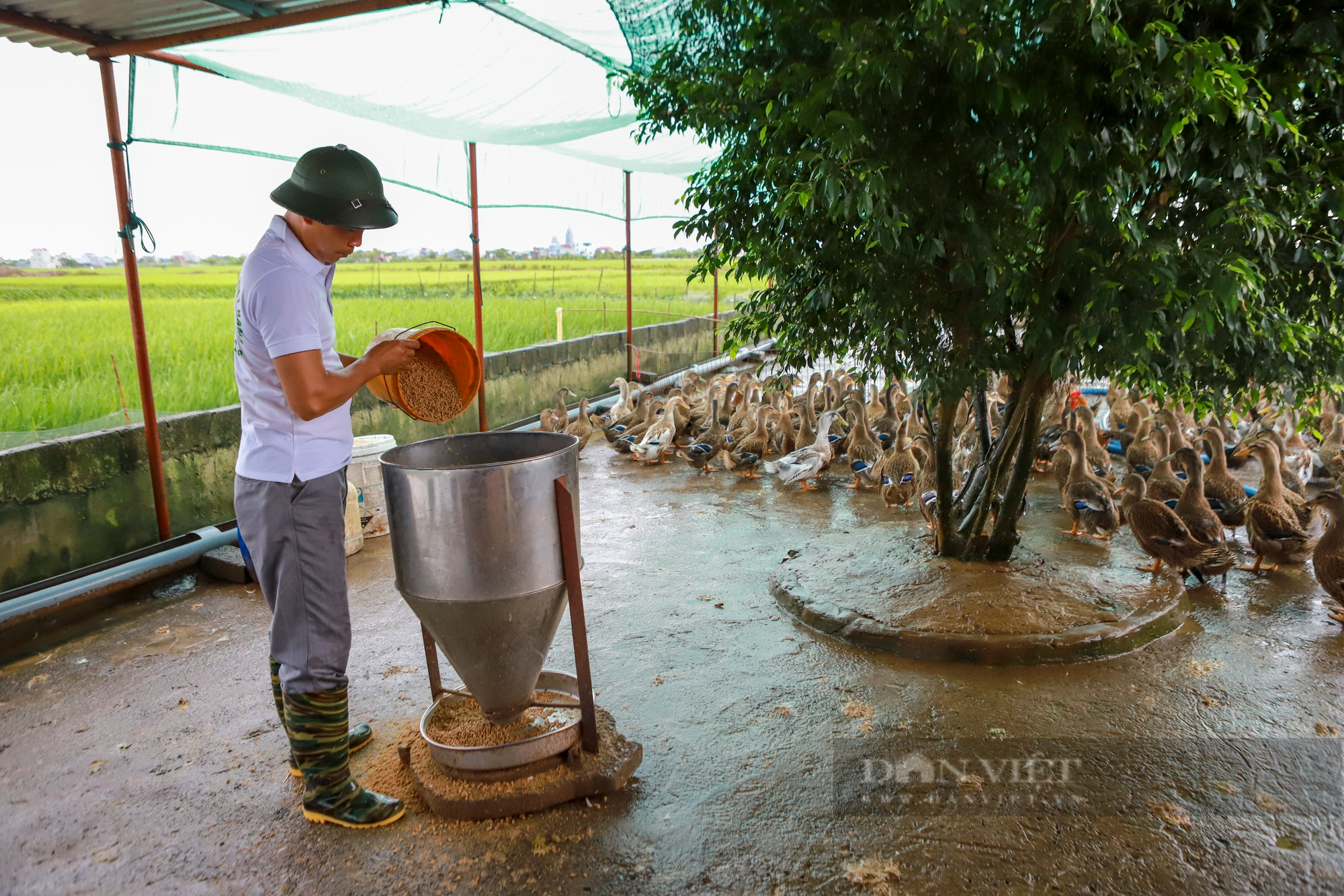 Nuôi vịt biển cho thu lãi 2 tỷ đồng/năm, một nông dân tỉnh Thái Bình là Nông dân Việt Nam xuất sắc 2022 - Ảnh 6.