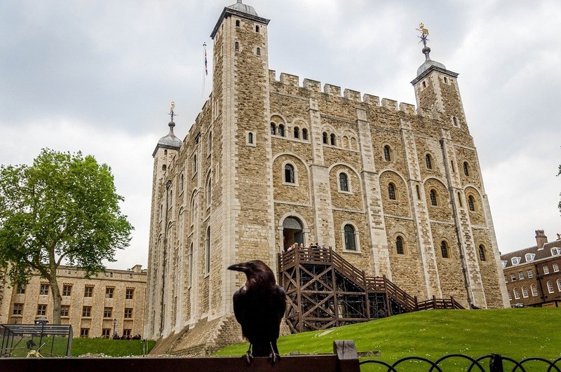 Truyền thuyết về loài quạ đen bảo vệ tháp London và nước Anh khỏi sụp đổ - Ảnh 1.