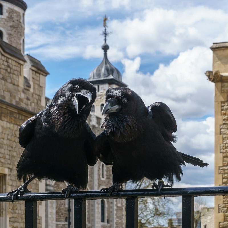 Truyền thuyết về loài quạ đen bảo vệ tháp London và nước Anh khỏi sụp đổ - Ảnh 2.