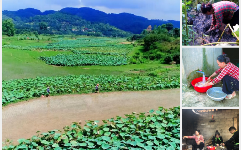Trồng sen lấy củ giúp nông dân Hòa Cư tăng thu nhập, cải thiện môi trường, cảnh quan đồng ruộng