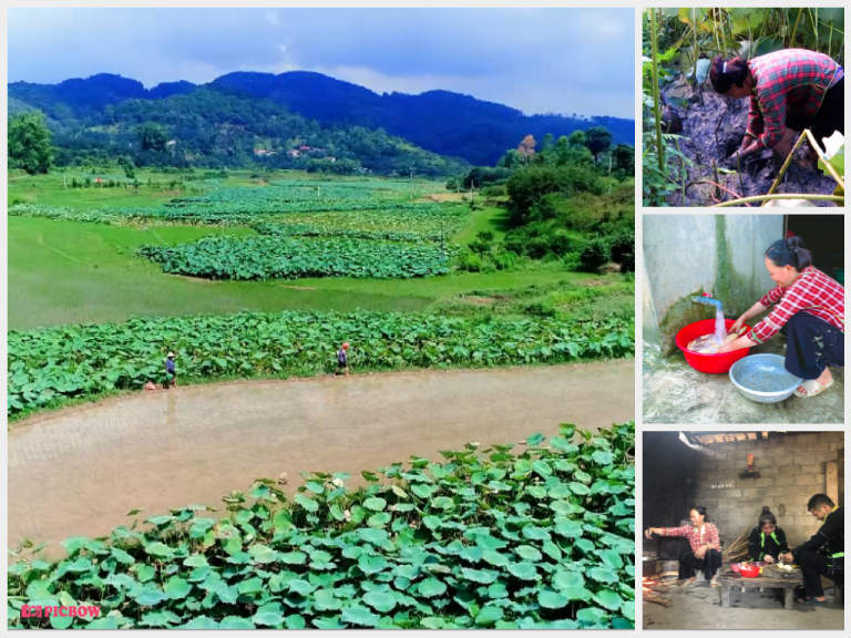 Trồng sen lấy củ giúp nông dân Hòa Cư tăng thu nhập, cải thiện môi trường, cảnh quan đồng ruộng - Ảnh 2.