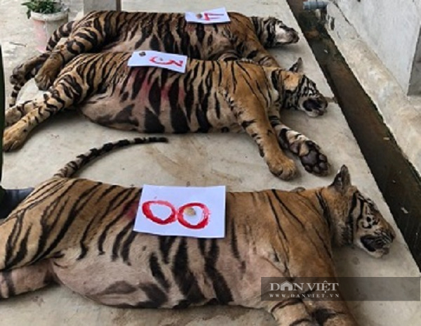 Chuyển giao 9 cá thể hổ bị chết trong quá trình giải cứu tại Nghệ An về Bảo tàng Thiên nhiên Việt Nam - Ảnh 3.