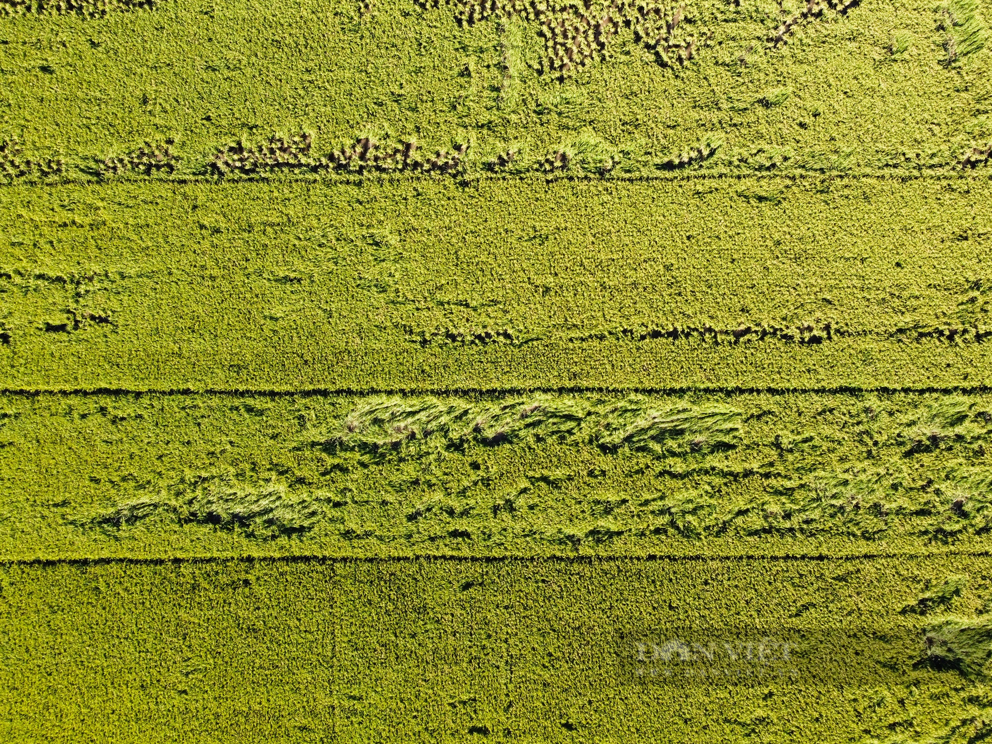 Ngắm cánh đồng lúa giống Đài Thơm 8 rộng mênh mông của người nông dân Nam Định - Ảnh 11.