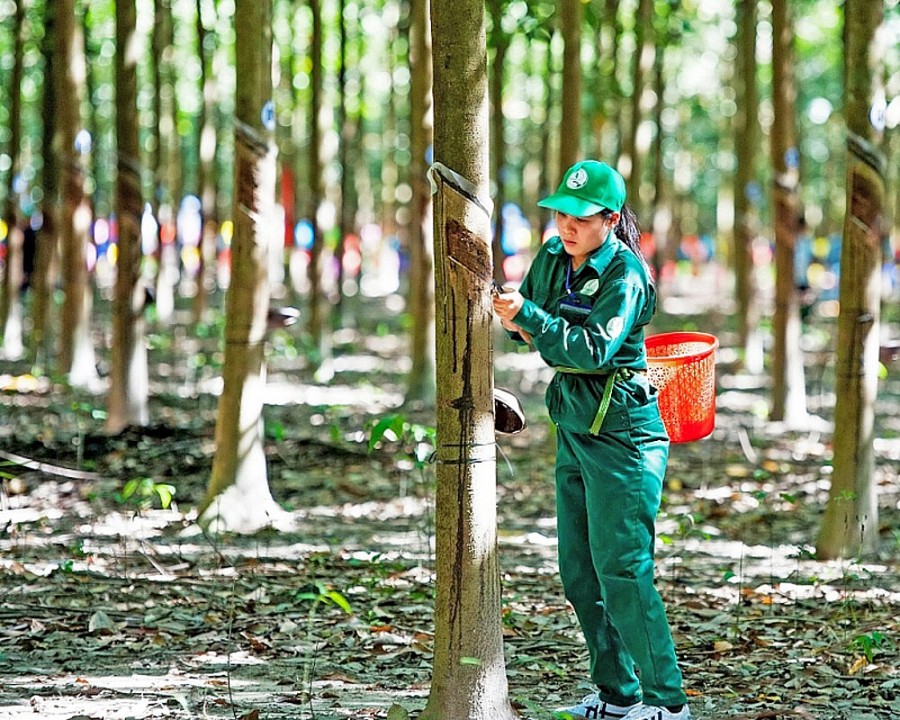 Nguồn cung dư thừa, giá cao su sẽ còn &quot;lao dốc&quot;? - Ảnh 1.