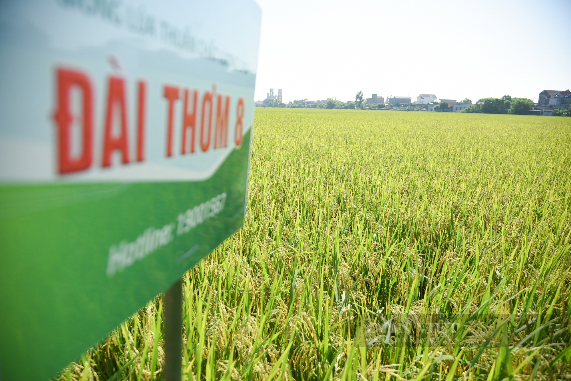 Ngắm cánh đồng lúa giống Đài Thơm 8 rộng mênh mông của người nông dân Nam Định - Ảnh 3.