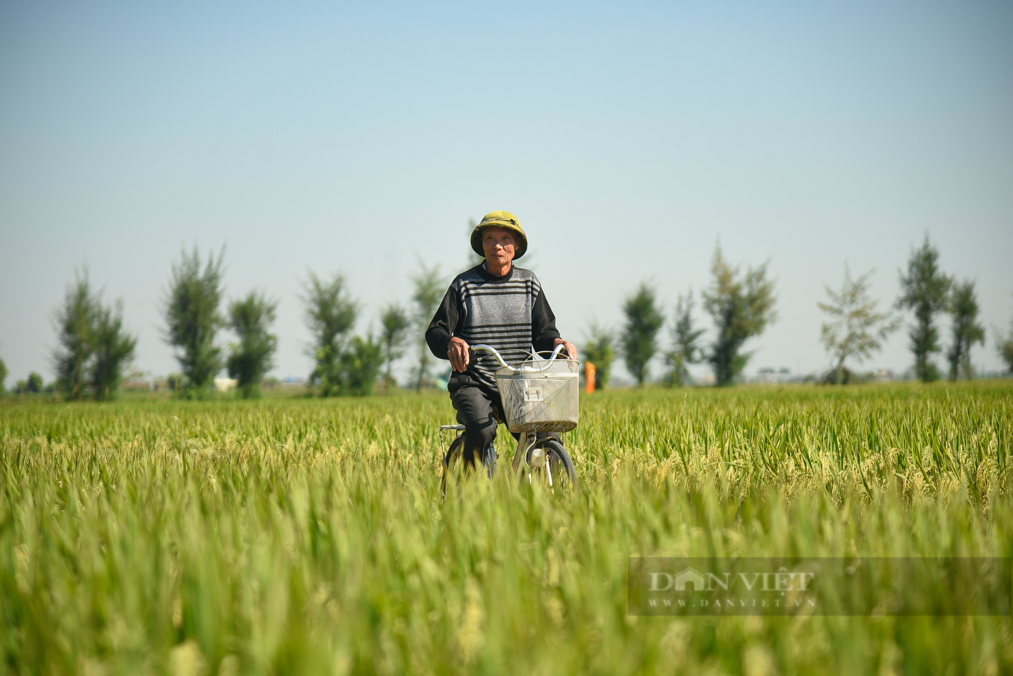 Ngắm cánh đồng lúa giống Đài Thơm 8 rộng mênh mông của người nông dân Nam Định - Ảnh 5.