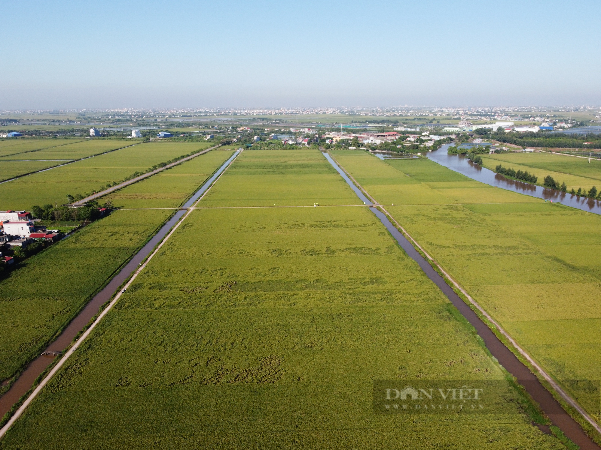 Ngắm cánh đồng lúa giống Đài Thơm 8 rộng mênh mông của người nông dân Nam Định - Ảnh 1.
