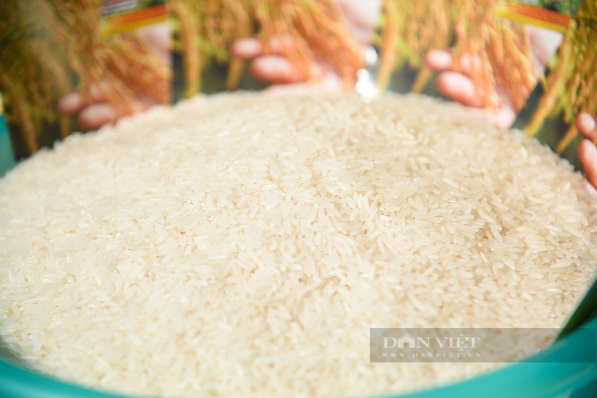 Ngắm cánh đồng lúa giống Đài Thơm 8 rộng mênh mông của người nông dân Nam Định - Ảnh 7.