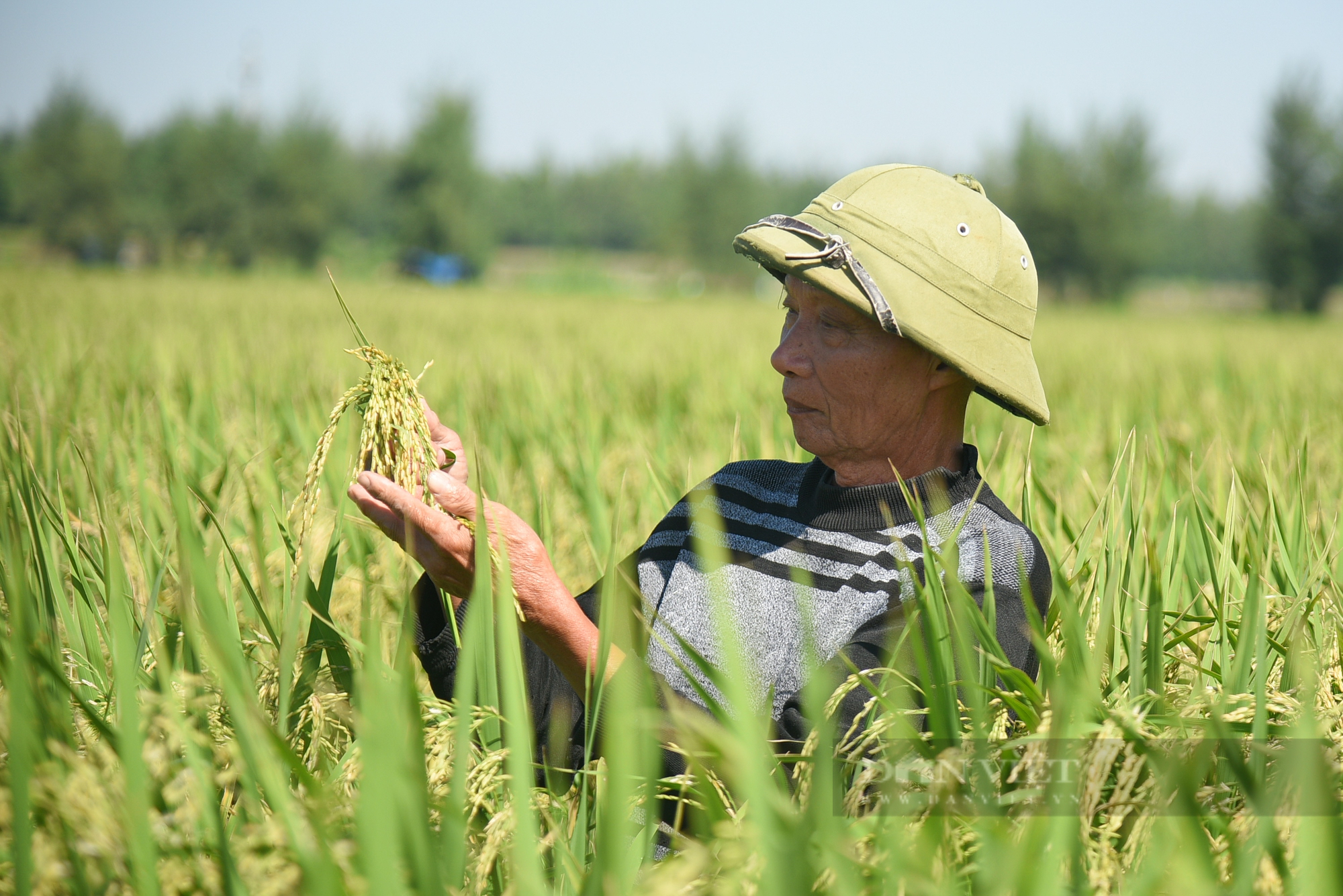 Ngắm cánh đồng lúa giống Đài Thơm 8 rộng mênh mông của người nông dân Nam Định - Ảnh 9.