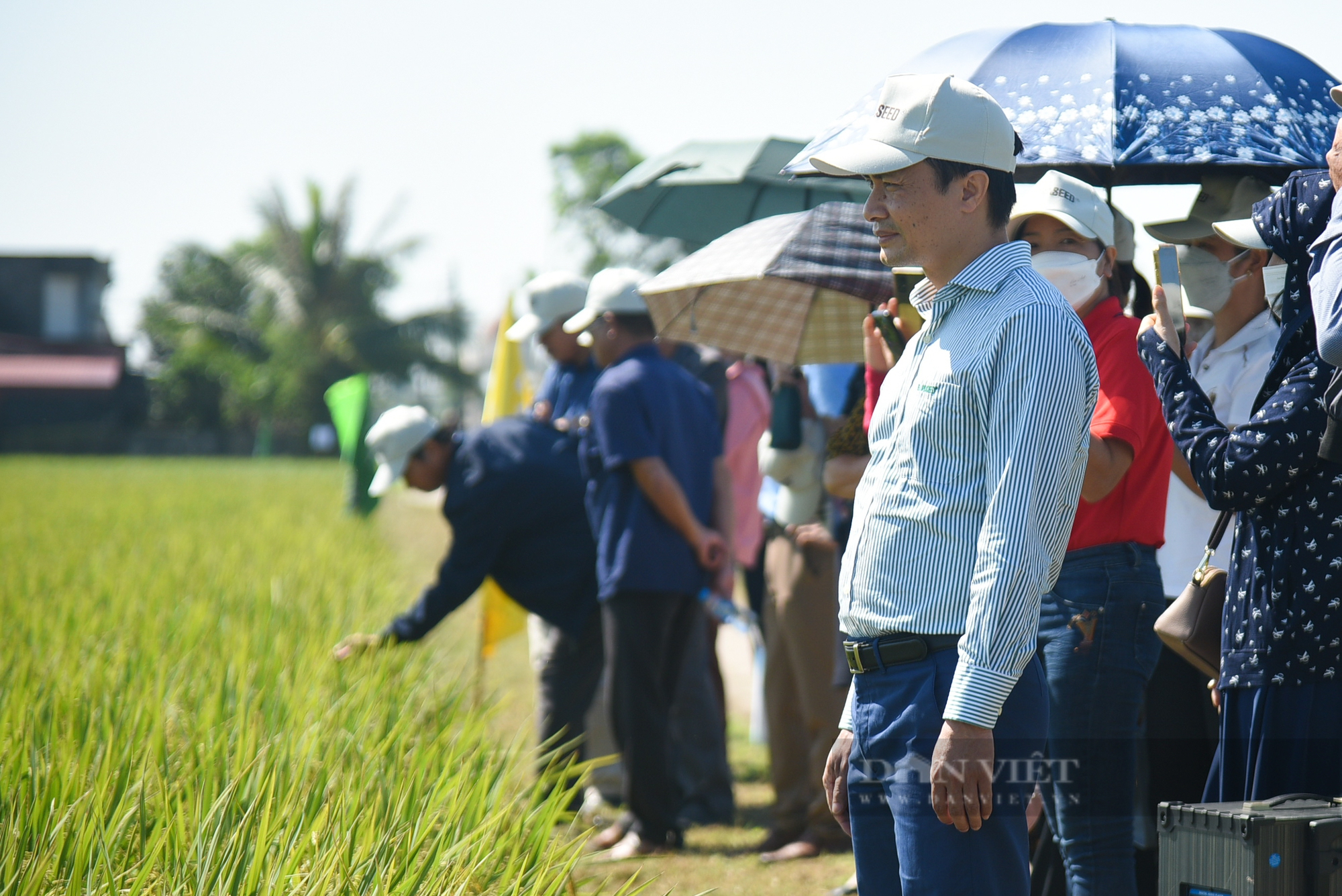 Ngắm cánh đồng lúa giống Đài Thơm 8 rộng mênh mông của người nông dân Nam Định - Ảnh 6.