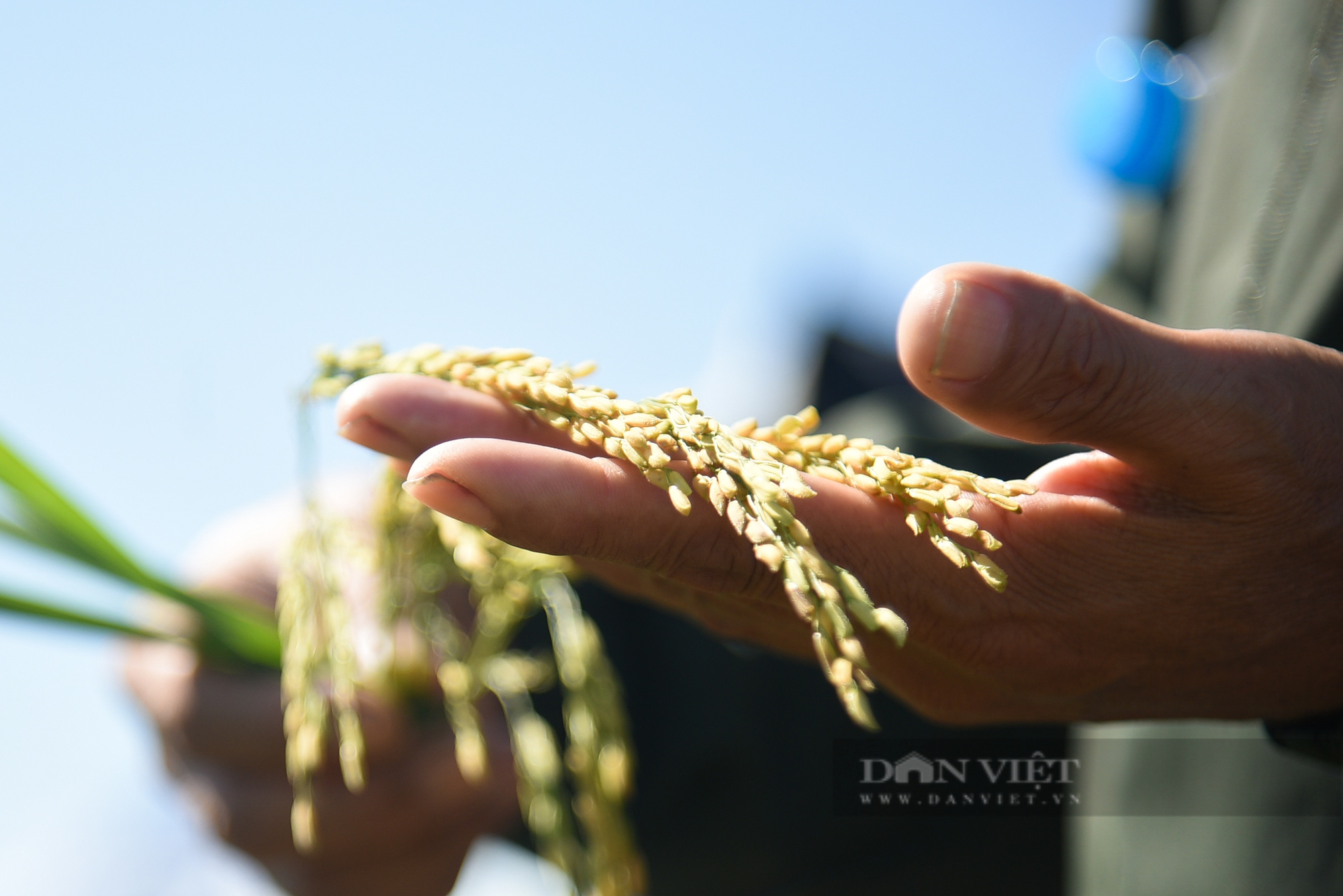 Ngắm cánh đồng lúa giống Đài Thơm 8 rộng mênh mông của người nông dân Nam Định - Ảnh 10.