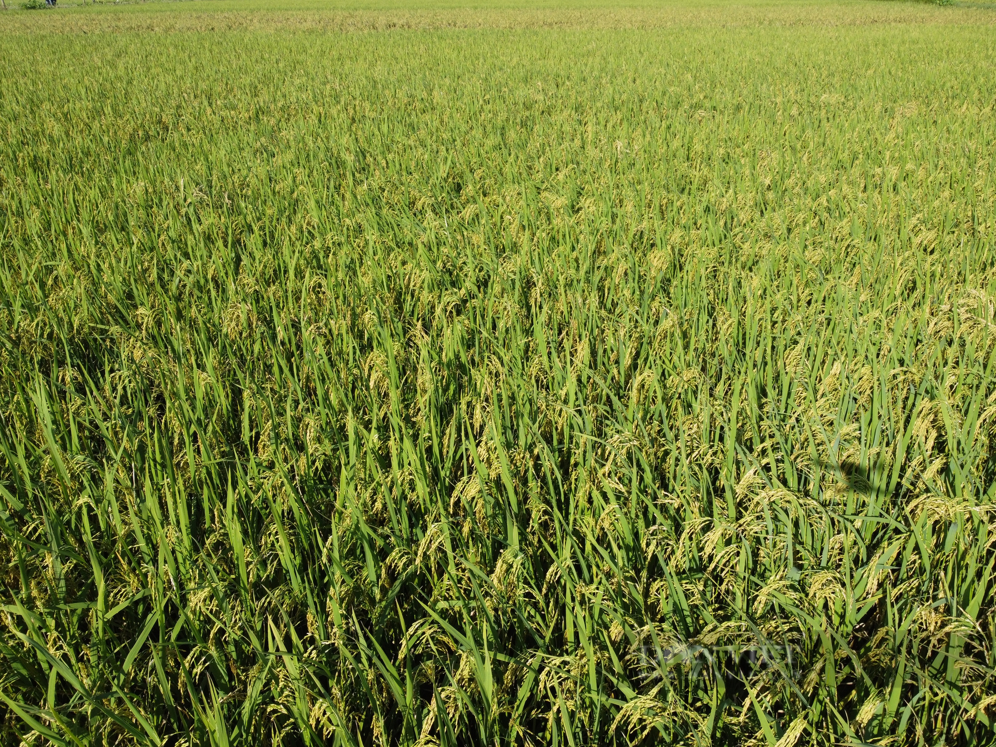Ngắm cánh đồng lúa giống Đài Thơm 8 rộng mênh mông của người nông dân Nam Định - Ảnh 2.