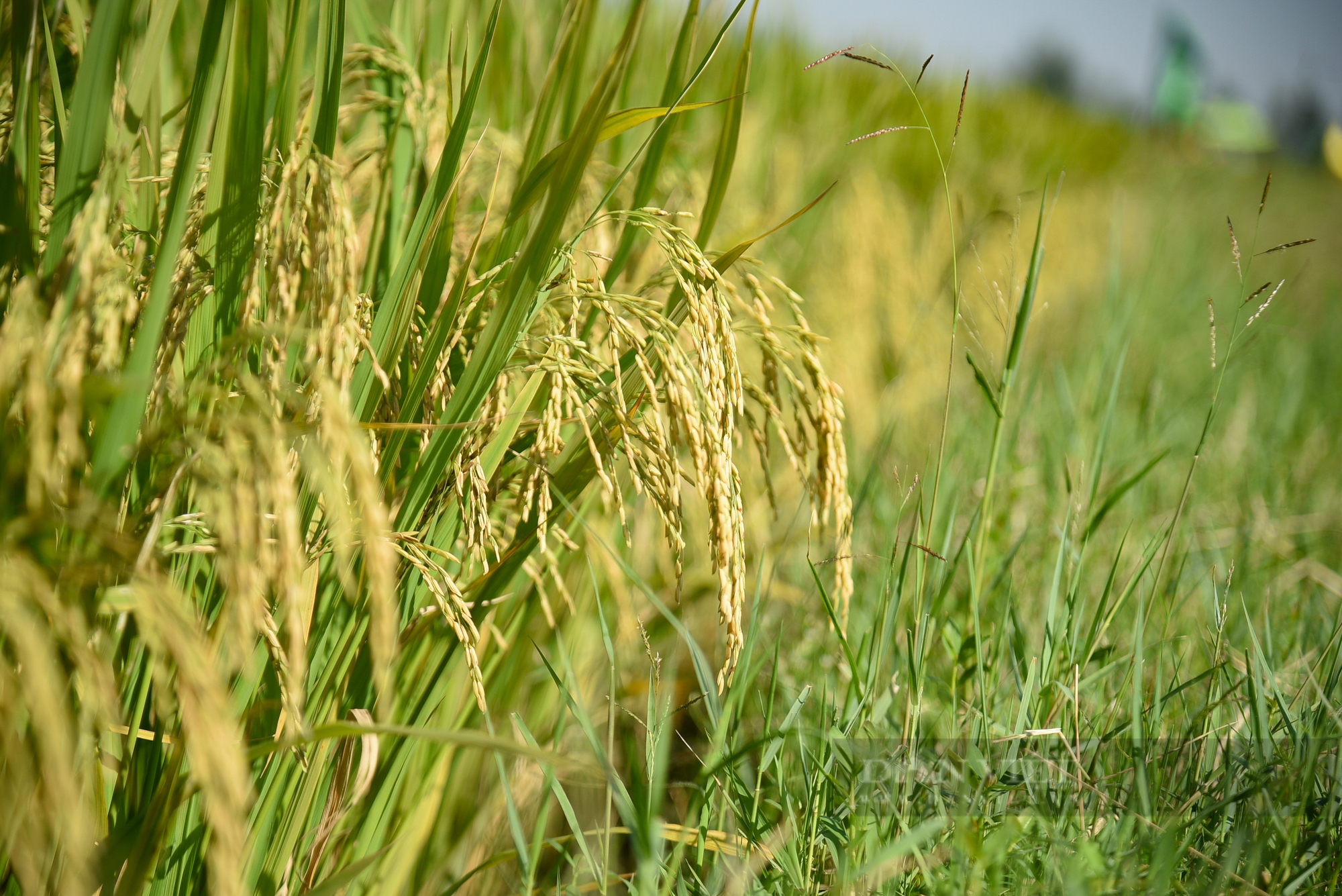 Ngắm cánh đồng lúa giống Đài Thơm 8 rộng mênh mông của người nông dân Nam Định - Ảnh 4.