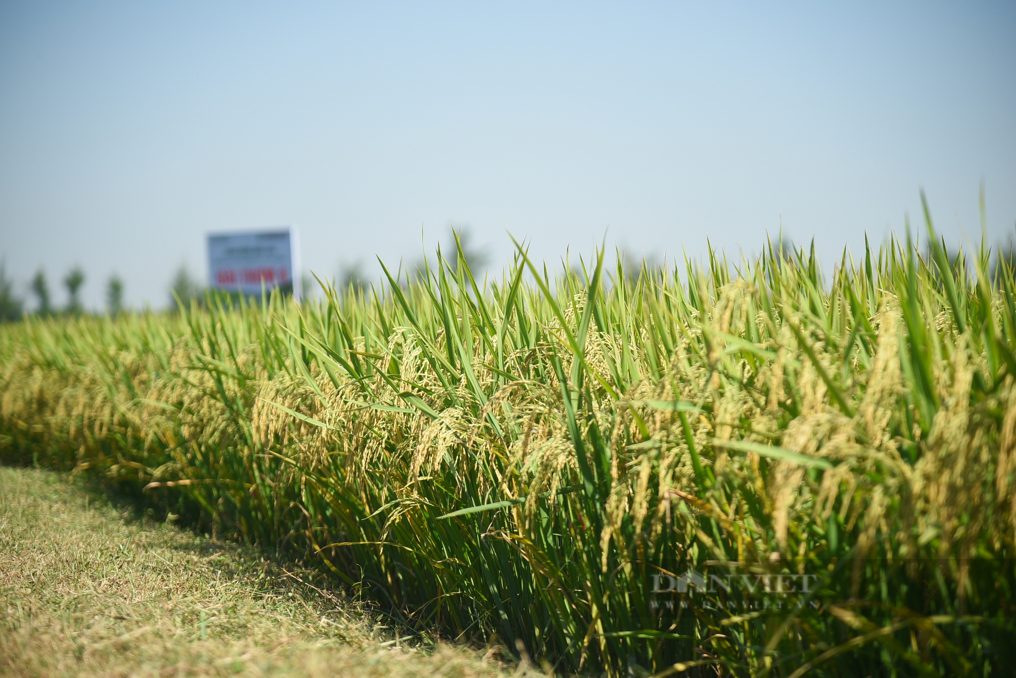 Ngắm cánh đồng lúa giống Đài Thơm 8 rộng mênh mông của người nông dân Nam Định - Ảnh 8.