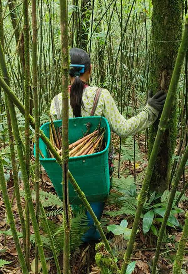 Măng trúc Hà Giang giá đầu mùa đắt đỏ nhưng vẫn bán chạy như tôm tươi - Ảnh 3.