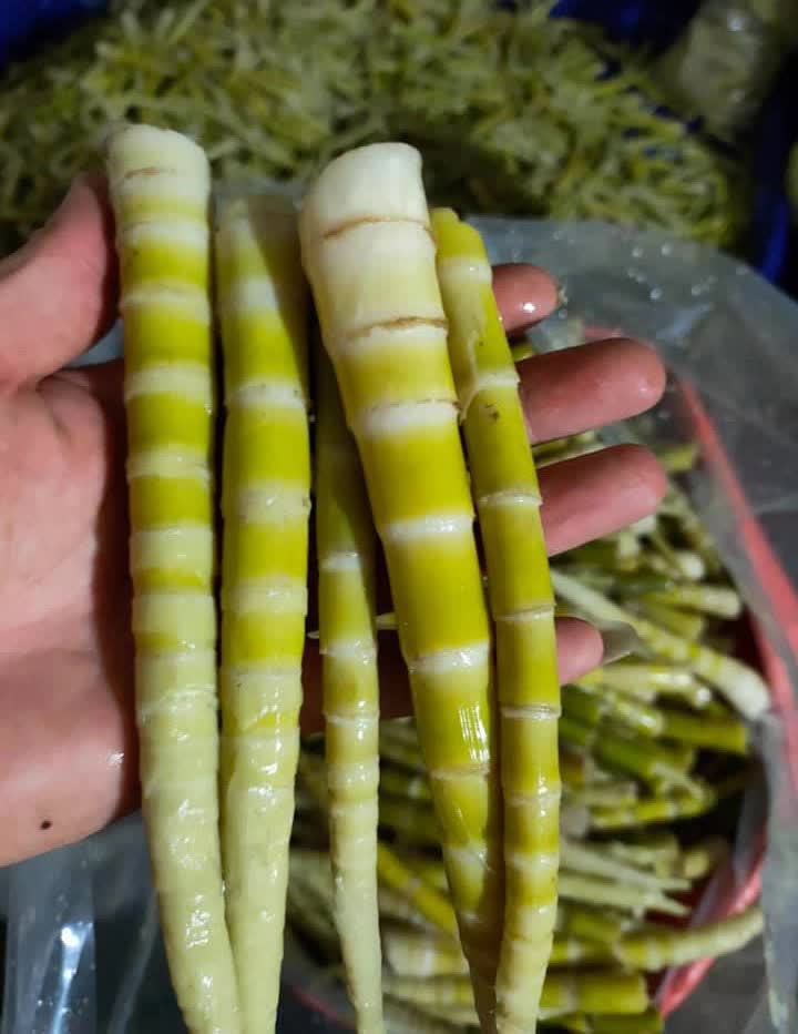 Măng trúc Hà Giang giá đầu mùa đắt đỏ nhưng vẫn bán chạy như tôm tươi - Ảnh 5. Măng trúc Hà Giang giá đầu mùa đắt đỏ nhưng vẫn bán chạy như tôm tươi - Ảnh 5.