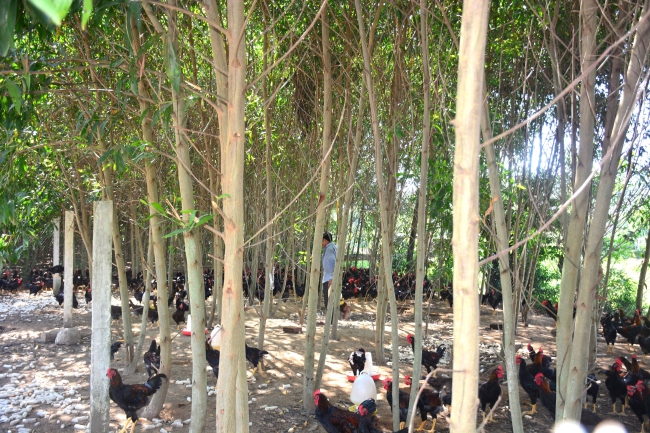 Quảng Ngãi: Được hỗ trợ 1.000 con gà kiến từ chương trình khuyến nông, 3 tháng sau đạt kết quả bất ngờ - Ảnh 2.