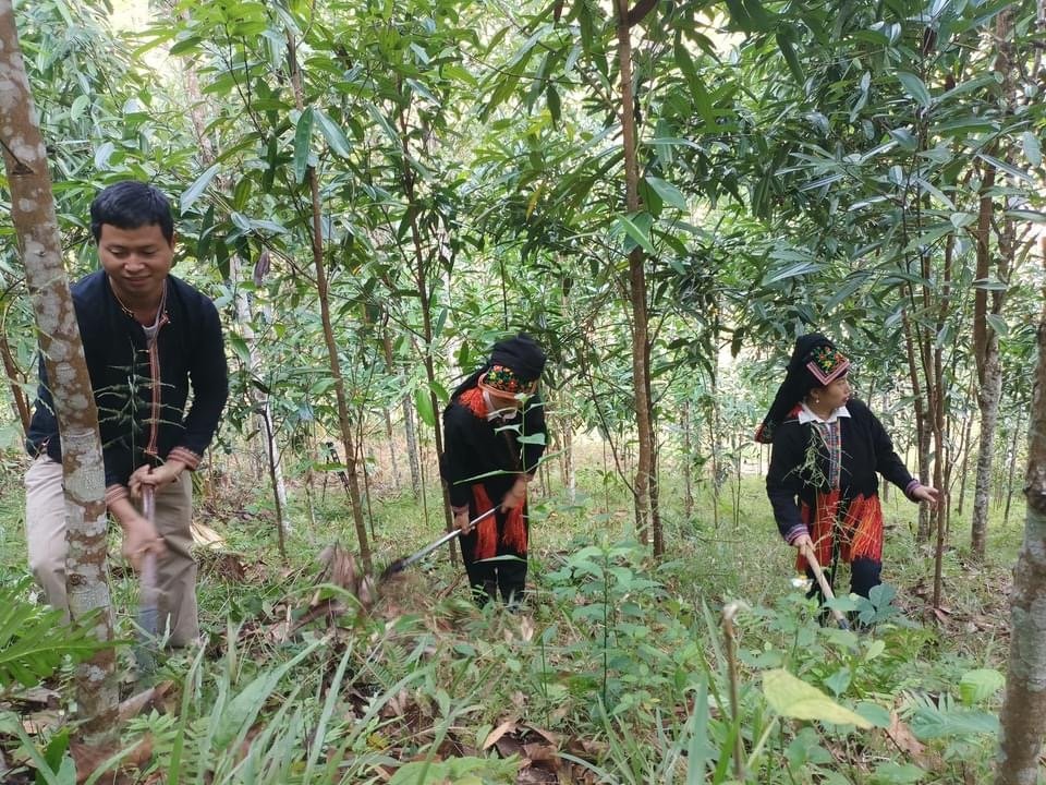 Dấu ấn khuyến nông với những mô hình “5 tăng”: Cây quế Lào Cai xuất ngoại, thu về 600 tỷ đồng (Bài 5) - Ảnh 2.