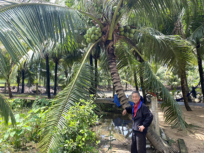 Vườn trồng dừa cây treo đầy trái, dưới tán nuôi gà thả rông, nhà ông nông dân Bình Định sống khỏe - Ảnh 1.
