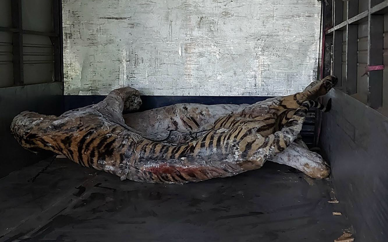 Chuyển giao 9 cá thể hổ bị chết trong quá trình giải cứu tại Nghệ An về Bảo tàng Thiên nhiên Việt Nam