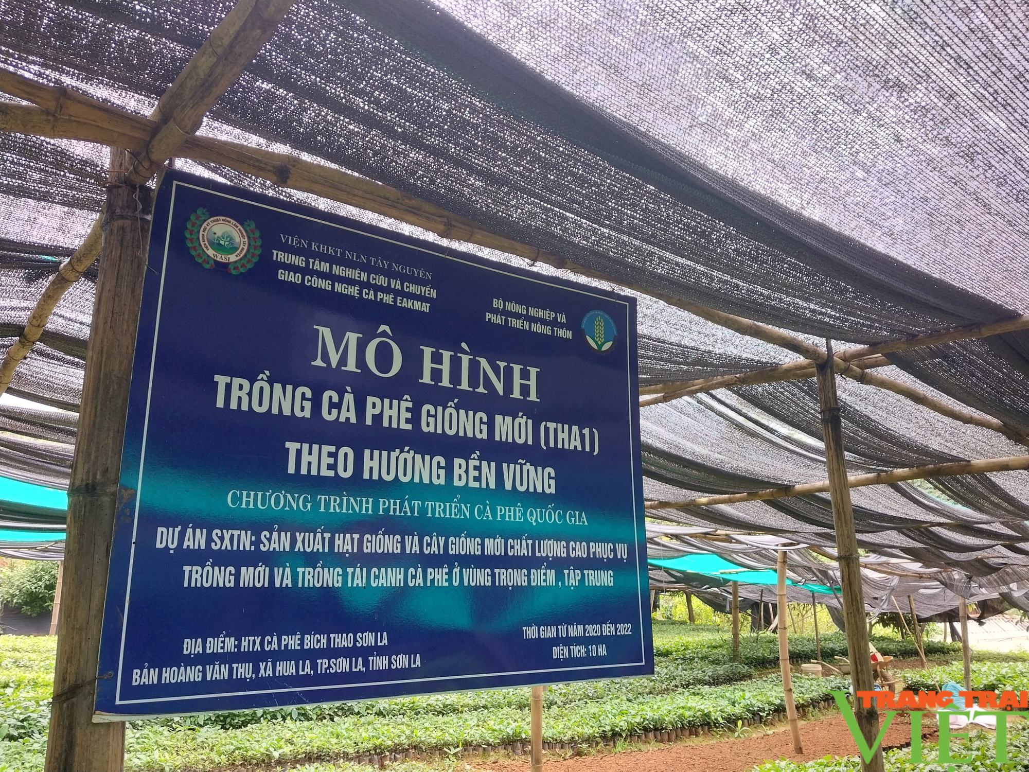 Giống cà phê mới bén rễ ở vùng cao Sơn La - Ảnh 8.