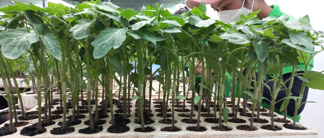 Lần đầu tiên tổ chức thi ghép cà chua giỏi, nhờ tuyệt chiêu này, năng suất cà chua Lâm Đồng đạt 70 tấn/ha - Ảnh 5.