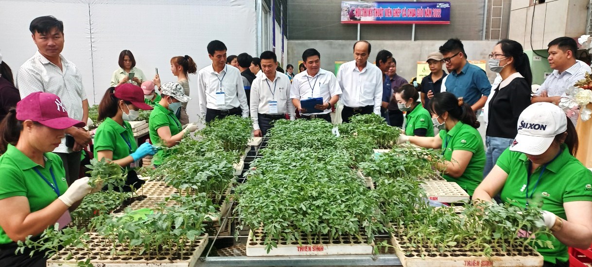 Lần đầu tiên tổ chức thi ghép cà chua giỏi, nhờ tuyệt chiêu này, năng suất cà chua Lâm Đồng đạt 70 tấn/ha - Ảnh 1.