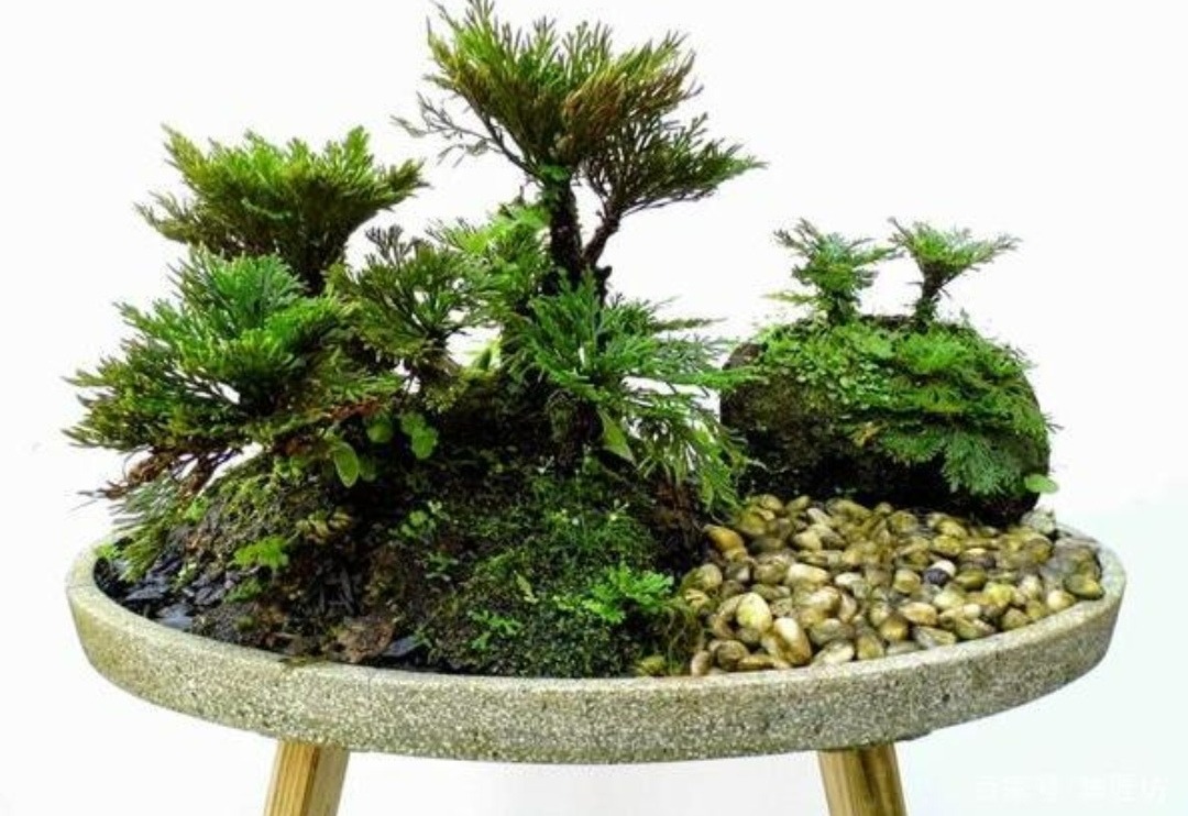 5 cây cảnh bonsai &quot;lên đời&quot; từ cỏ dại, đẹp, độc, lạ còn không mất tiền - Ảnh 5.