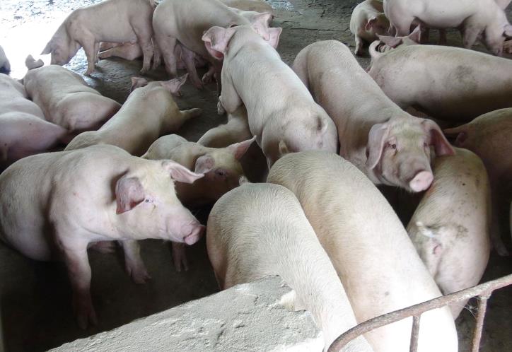Giá lợn Trung Quốc tăng mạnh, đạt gần 100.000 đồng/kg hơi; giá lợn hơi trong nước vẫn rớt - Ảnh 1.