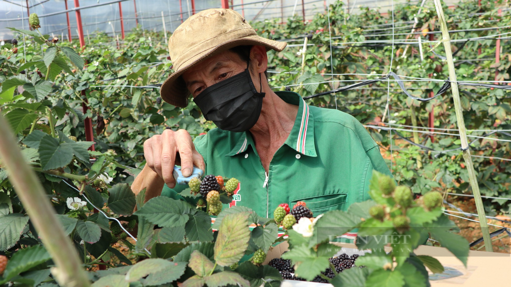 5 năm phong trào nông dân sản xuất kinh doanh giỏi ở Lâm Đồng: Xuất hiện nhiều mô hình vốn kinh doanh hàng trăm tỷ - Ảnh 4.