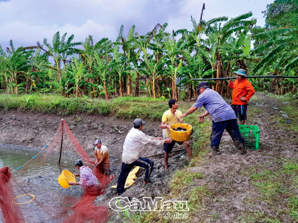 Đây là loài cá thăng trầm, trồi sụt cao, thấp thất thường ở Cà Mau - Ảnh 1.