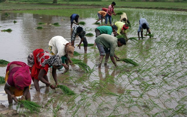 Ấn Độ đang xem xét hạn chế xuất khẩu gạo 100% tấm, giá gạo trong nước tiếp đà tăng - Ảnh 1.