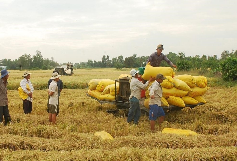 Giá gạo Ấn Độ nới rộng đà giảm, gạo Việt vẫn vững giá - Ảnh 1.