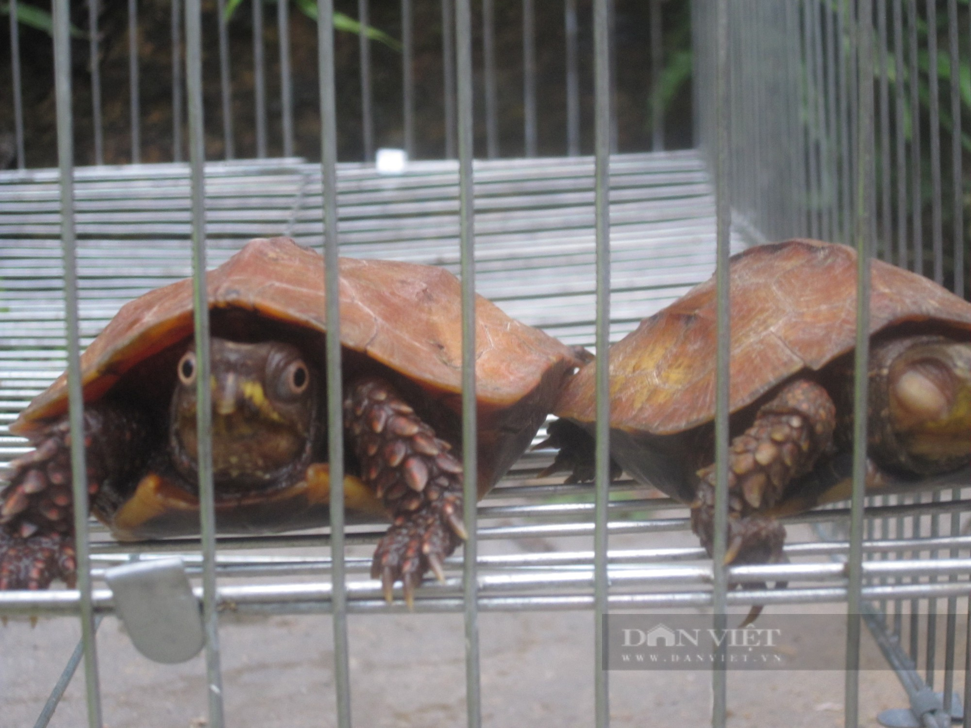 Săn bắt, buôn bán rùa diễn ra phổ biến nhất nhất trong các loài hoang dã ở Việt Nam - Ảnh 1.