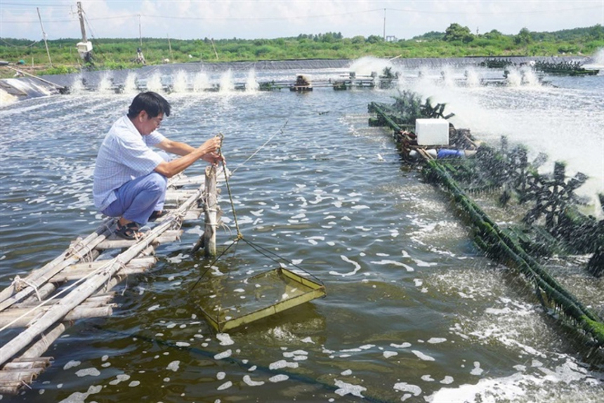 Cần Giờ hỗ trợ các hộ nuôi tôm phát triển kinh tế - Ảnh 3.