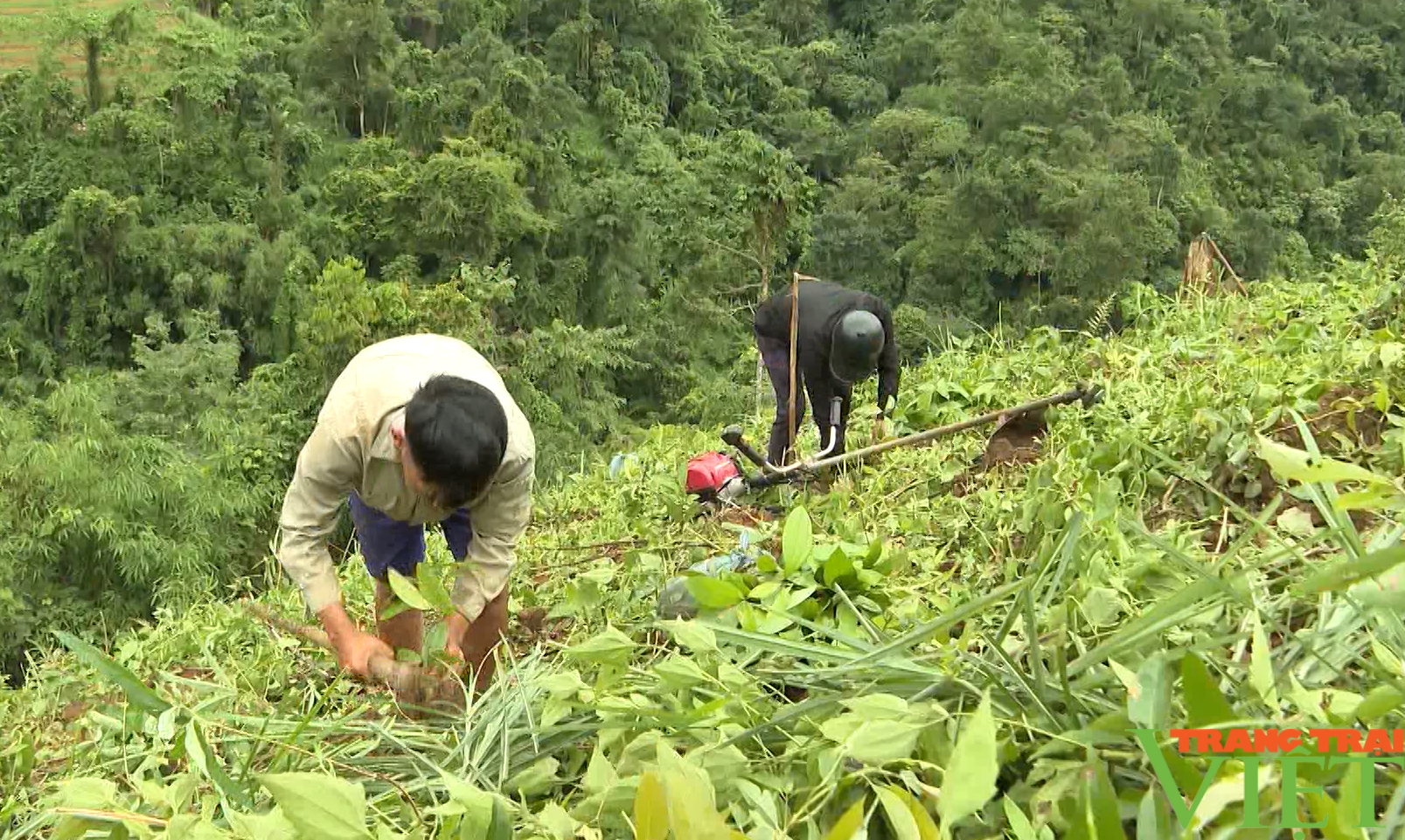 Huyện biên giới Nậm Nhùn ở Lai Châu đẩy mạnh phát triển rừng - Ảnh 5.