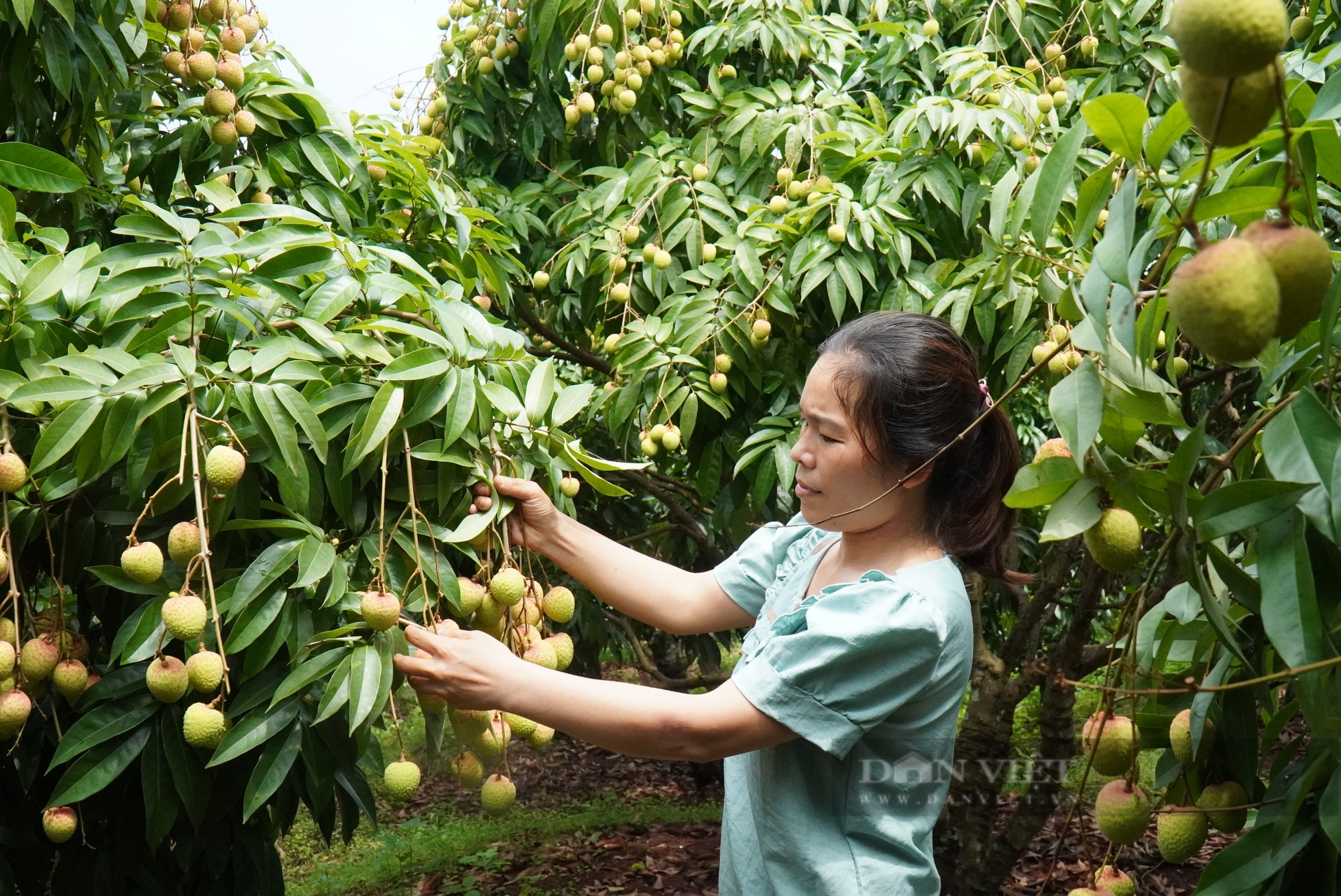 Dấu ấn khuyến nông: Quả tiến vua đất Bắc Giang xuất ngày càng nhiều sang Mỹ, Nhật Bản (Bài 6)  - Ảnh 2.