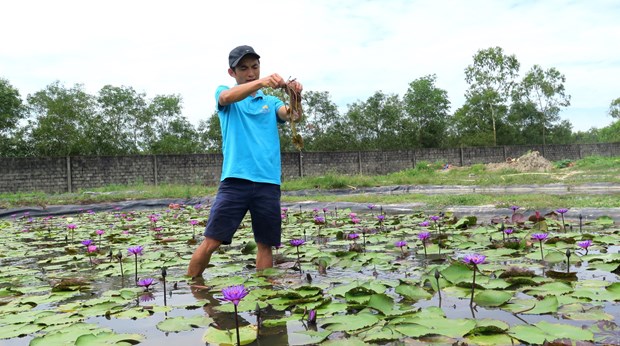 Trồng &quot;cây cảnh&quot; mọc dưới nước, trai làng Thừa Thiên Huế thu tiền tỷ - Ảnh 3.