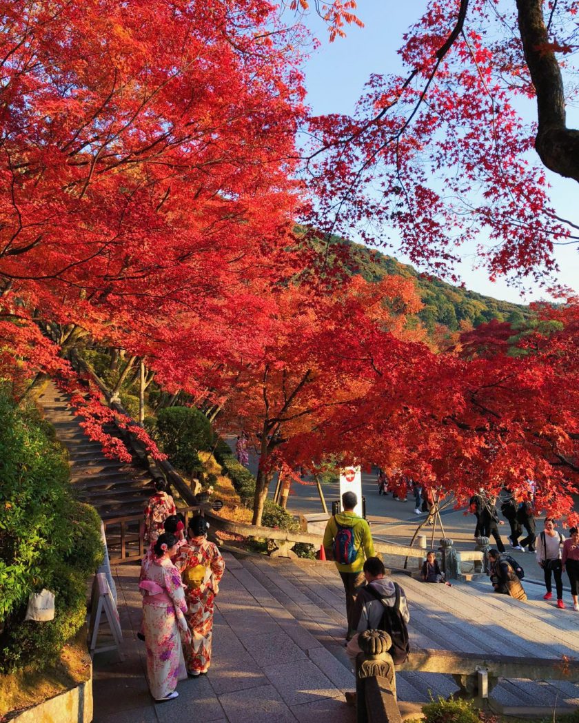 Truyền thống &quot;săn&quot; lá mùa thu tại Nhật Bản - Ảnh 3.