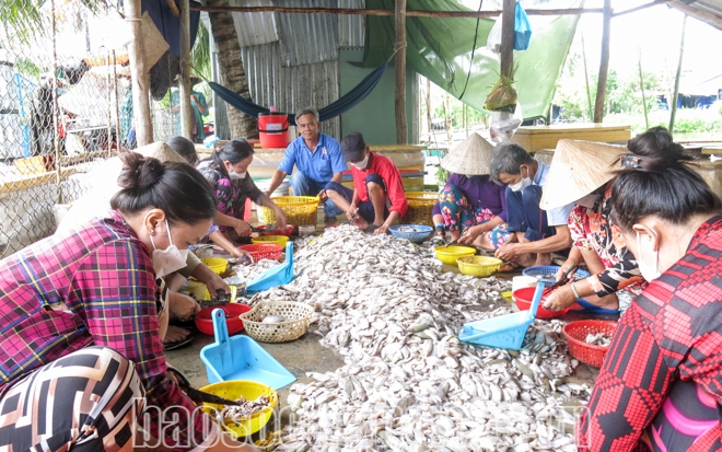 Mùa nước nổi, dân Sóc Trăng nuôi cá lóc trên sông, bắt cá đồng đem làm mắm bán đắt hàng