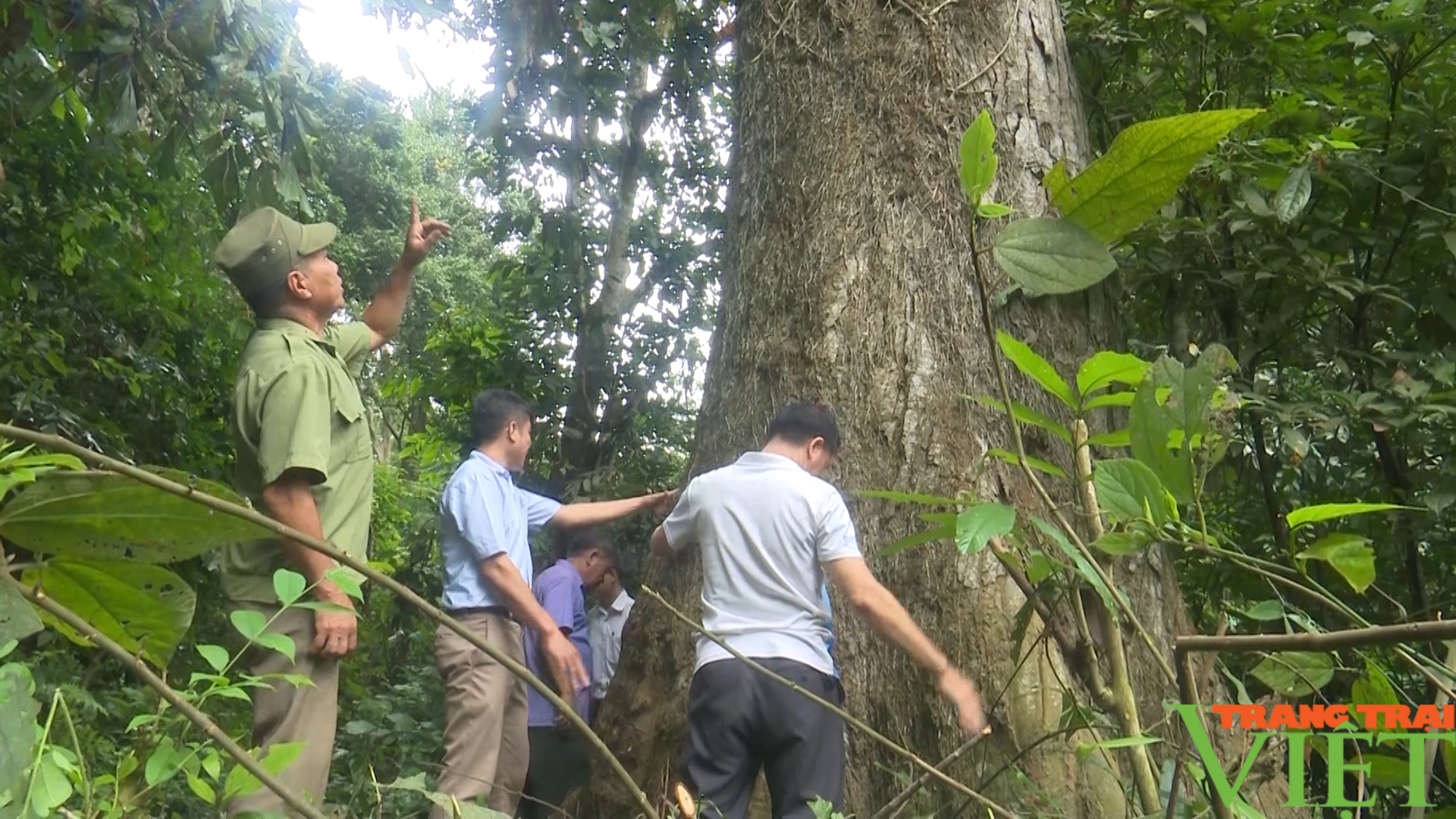 Bảo vệ rừng, tôn tạo khu di tích lịch sử khu rừng mang tên Đại tướng Võ Nguyên Giáp - Ảnh 4.