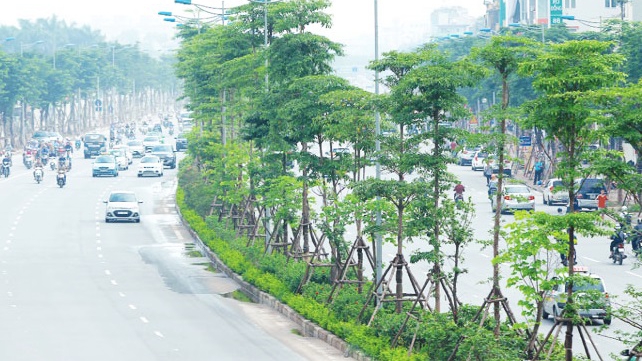 Hé lộ nguyên nhân Bộ Công an yêu cầu định giá cây xanh ở Hà Nội - Ảnh 1.