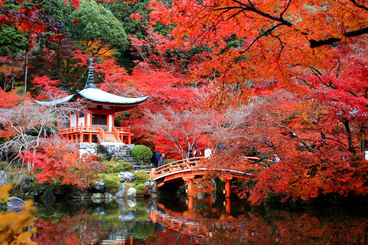 Truyền thống &quot;săn&quot; lá mùa thu tại Nhật Bản - Ảnh 2.