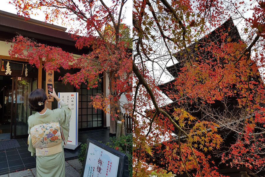 Truyền thống &quot;săn&quot; lá mùa thu tại Nhật Bản - Ảnh 1.
