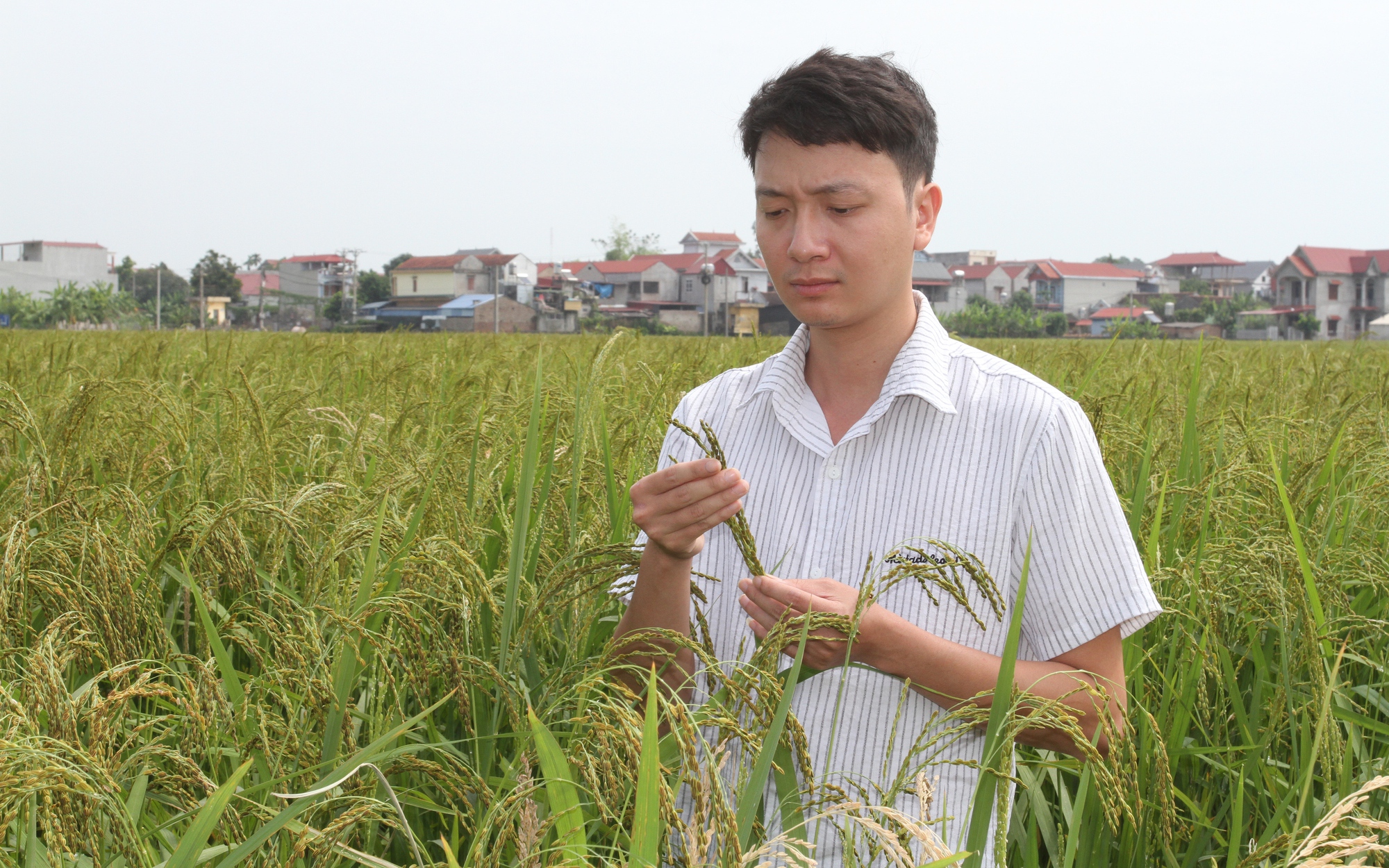 Một HTX ở Thái Nguyên trồng giống lúa nếp đặc sản, truy xuất tận ruộng, bán đi muôn nơi