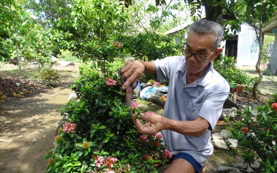 Vườn mai vàng tiền tỷ, hàng rào cây xanh của một nông dân Cà Mau, ai ghé qua đều trầm trồ khen đẹp như phim