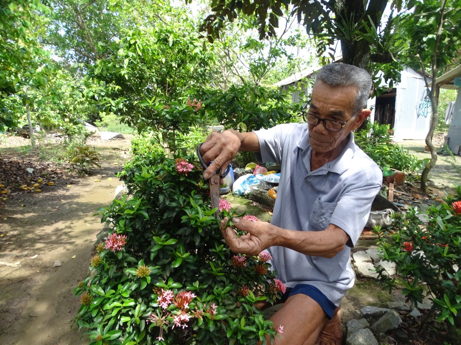 Vườn cây cảnh, hàng rào cây xanh của một nông dân Cà Mau, ai ghé qua đều trầm trồ khen đẹp như phim - Ảnh 1.