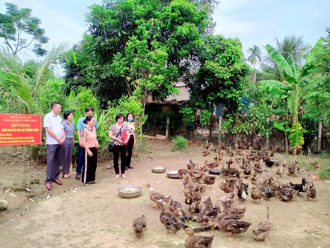 Thay đổi tập quán chăn nuôi vịt đem lại hiệu quả kinh tế cao cho bà con - Ảnh 2.