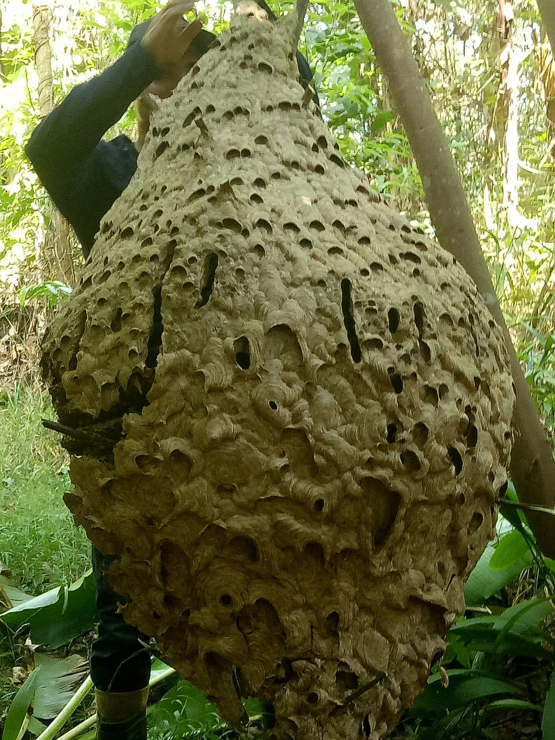 Tổ ong &quot;khủng&quot; 16 tầng, nặng 21kg vừa được &quot;thợ săn&quot; ong ở Hà Tĩnh tìm thấy ở rừng biên giới giáp Lào - Ảnh 1.