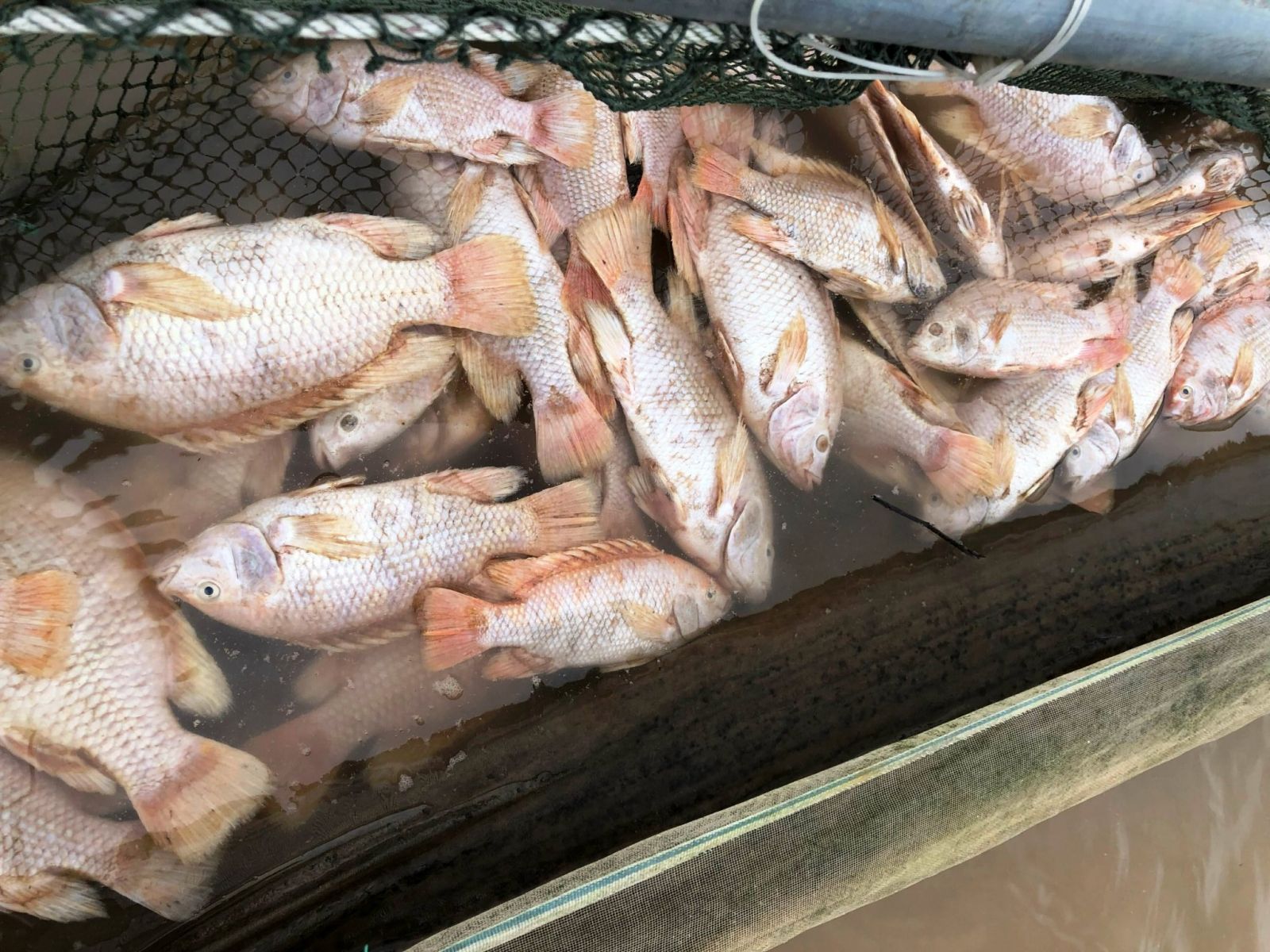 1 tấn cá diêu hồng chết ở Thừa Thiên Huế là do nguyên nhân này - Ảnh 1.